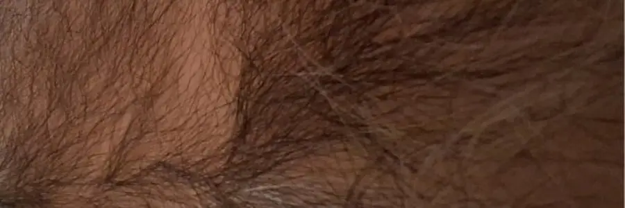 Greek Daddy Bear