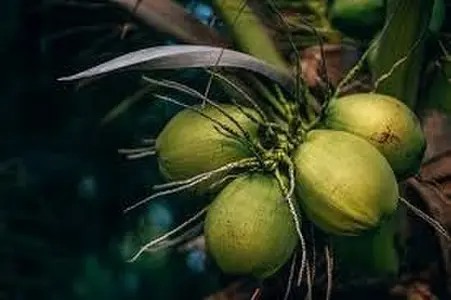 Coconut Bae